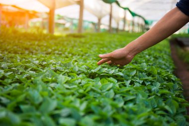 Çiftlikteki sebze fidelerini inceleyen bir erkek araştırmacının elleri..