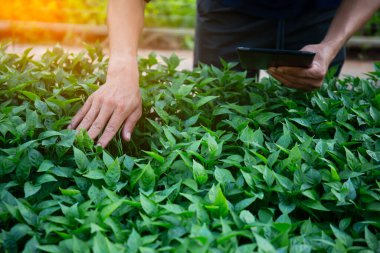 Çiftlikteki sebze fidelerini inceleyen ve not alan erkek araştırmacı konsepti.