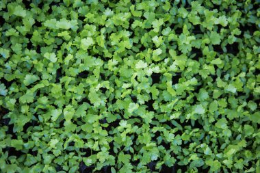 Çiftlikte yetişen kişniş fideleri.