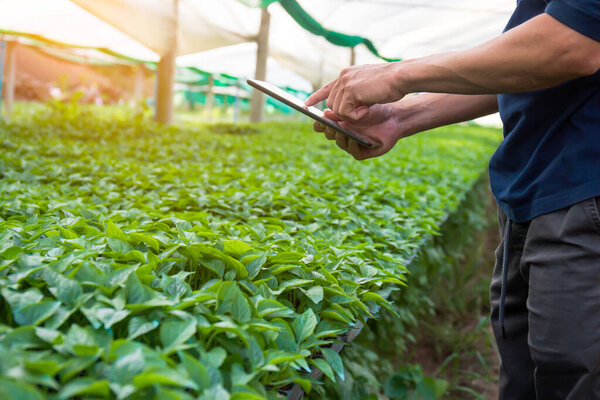 Концепция исследователя мужского пола, изучающего саженцы овощей на ферме и делающего заметки.
