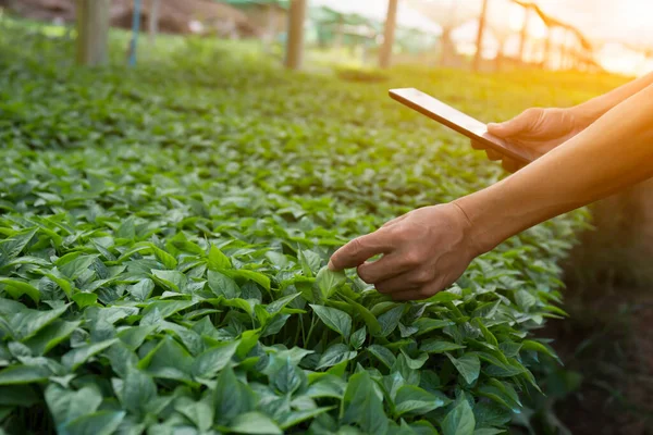 Männlicher Forscher Begutachtet Gemüsesetzlinge Auf Bauernhof Und Macht Sich Notizen — Stockfoto