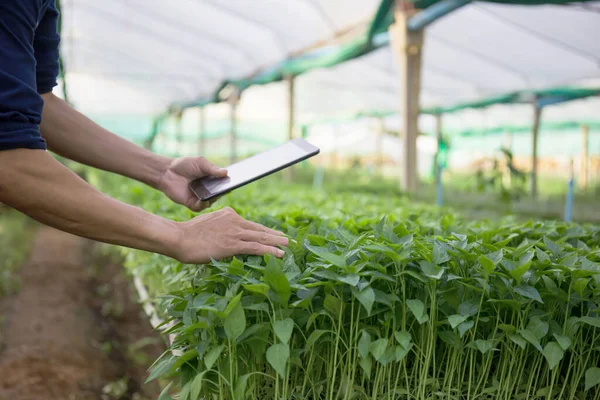 Männlicher Forscher Begutachtet Gemüsesetzlinge Auf Bauernhof Und Macht Sich Notizen — Stockfoto