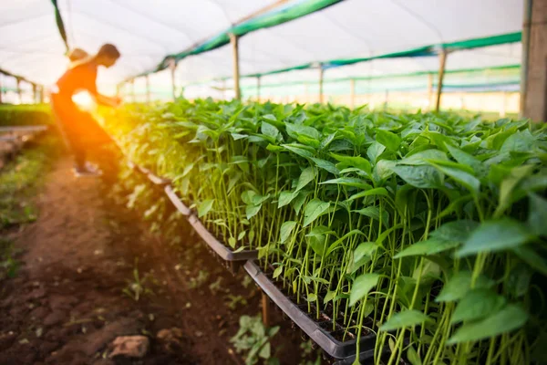 Organiczne Kiełki Warzyw Uprawiane Gospodarstwie — Zdjęcie stockowe