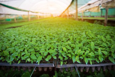 Çiftlikte yetişen acı biber fidanları..