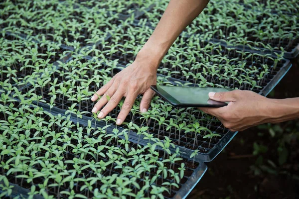 Männliche Forscherhände Untersuchen Tomatensetzlinge Auf Dem Hof Und Machen Sich — Stockfoto
