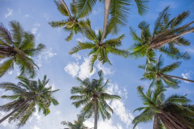 Bulut ve mavi gökyüzüne karşı Hindistan cevizi palmiyesinin alçak açılı görüntüsü.