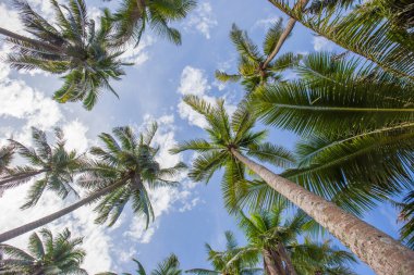 Bulut ve mavi gökyüzüne karşı Hindistan cevizi palmiyesinin alçak açılı görüntüsü.