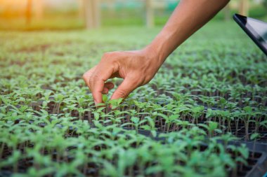 Erkek araştırmacıların elleri çiftlikteki domates fidelerini inceliyor ve not alıyor..