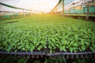 Çiftlikte yetişen acı biber fidanları..