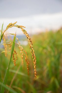 Pirinç tarlalarındaki pirinç bitkilerinden pirinçler..