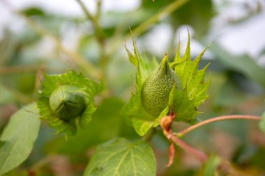 Pamuk tarlasında olgunlaşmamış pamuk toplarını kapatın.