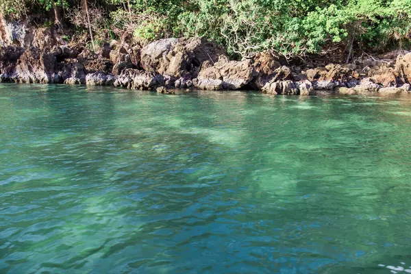 stock image Coral bleaching under blue water. This coral bleaching event is caused by rising sea temperatures.