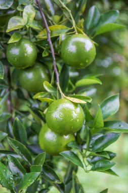Bahçedeki ağaçta taze portakallar.