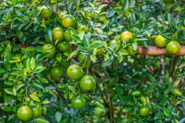 Bahçedeki ağaçta taze portakallar.
