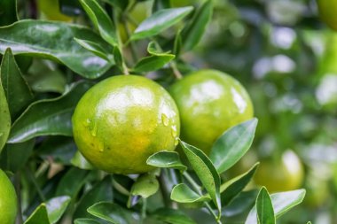 Bahçedeki ağaçta taze portakallar.