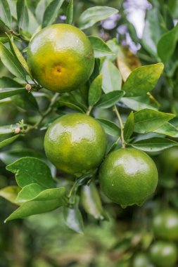 Bahçedeki ağaçta taze portakallar.
