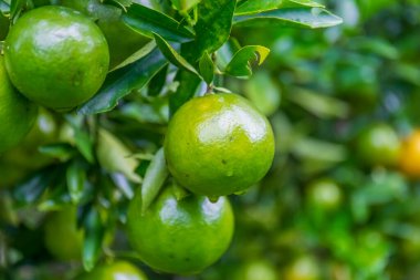 Bahçedeki ağaçta taze portakallar.