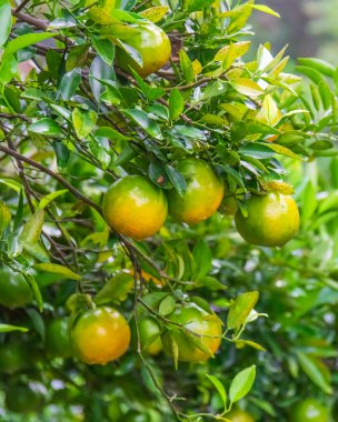 Bahçedeki ağaçta taze portakallar.