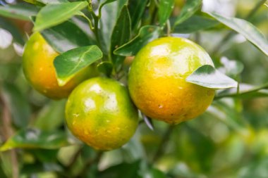 Bahçedeki ağaçta taze portakallar.