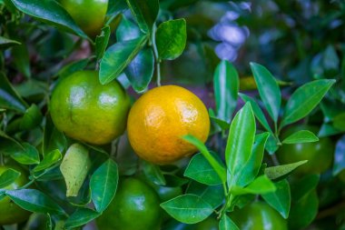 Bahçedeki ağaçta taze portakallar.