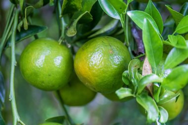 Bahçedeki ağaçta taze portakallar.