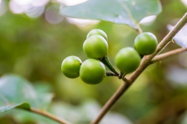 Takokan fruit or Solanum torvum. The benefits of takokak fruit for health are quite a lot, such as treating diabetes to preventing cancer clipart