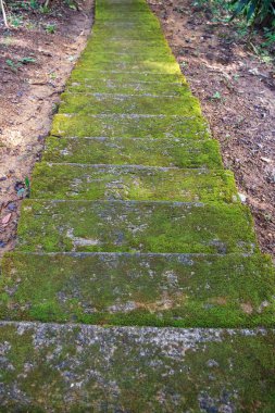 Yeşil yosunlarla kaplı üst kattaki dikey yağmur ormanlarında ışık ve gölgelerle dağın tepesine kadar uzanır.