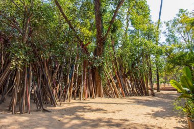 11 Ocak 2025, Wat Phra 'da büyük bir ağacın dallarını destekleyen tahta sütunlar Lampang Luang, Tayland.