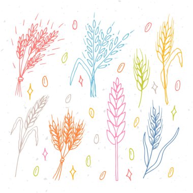 El çizimi buğday kulakları. Tahıl dikenleri. Çizim, çizim. Fırın tasarım elemanları. Vektör illüstrasyonu