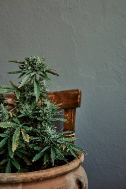 Ahşap bir sandalyeye gri arka planı olan marihuana bitkisi yerleştirdim. Esrar kavramı