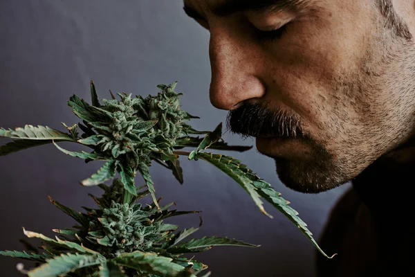 stock image Detail shot of a young man smelling a bud of marijuana on a gray background.