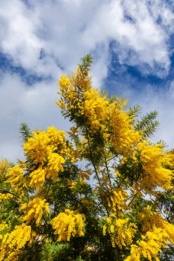 Kasabada mimoza şubesi