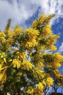 Kasabada mimoza şubesi