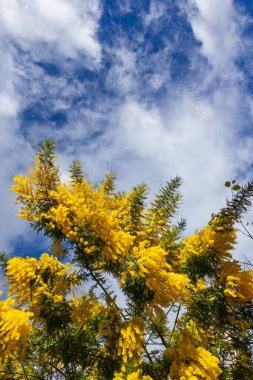 Kasabada mimoza şubesi