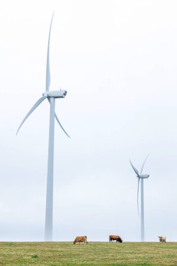 Rüzgâr türbini, rüzgarın kinetik enerjisini mekanik enerjiye dönüştüren bir cihazdır. Rüzgâr enerjisi daha sonra genellikle elektrik enerjisine dönüşür..