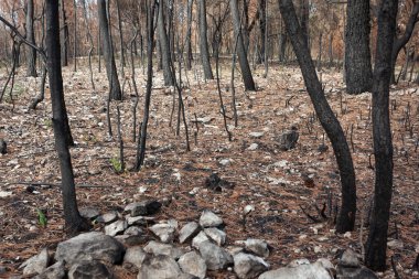 Yangından sonra manzara 