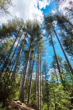 İskoçlar Fransa 'da çam ağacı