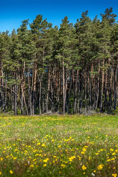 stock image Scots pines in France