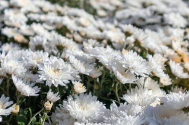 Beyaz narin çiçekler açıyor, güneşli yakın plan. Kasımpatı, kasımpatı, sonbahar çiçekli arka plan bulanık.