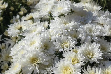 Beyaz narin çiçekler, yakın plan çiçek açıyor. Kasımpatılar, kasımpatılar, güneşli sonbahar çiçekleri, bulanık bir arka plan.