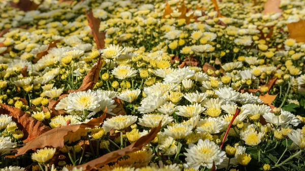 Sonbaharda Küçük Beyaz Sarı Çiçekler Açar Kasımpatı Kasımpatı Yapraklı Çiçek — Stok fotoğraf