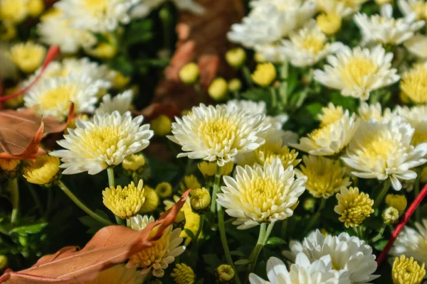 Petites Fleurs Automne Blanc Jaune Fleurissent Gros Plan Avec Fond — Photo