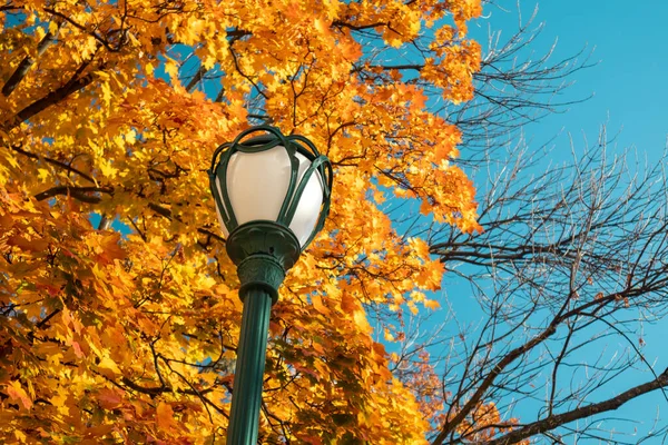 Green lantern post, street lamp in golden autumn. Maple tree branches with yellow leaves on blue sky, autumnal city park