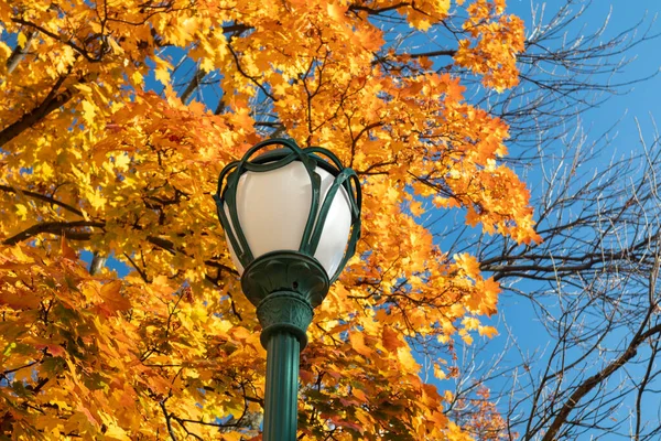 Green stylish lantern post close-up, street lamp in golden autumn. Maple tree branches with yellow leaves on blue sky, autumnal city park