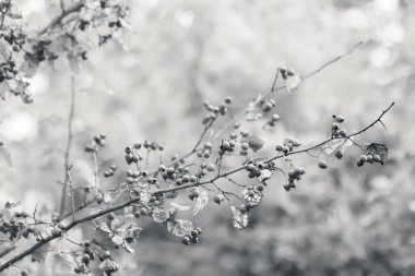 Sonbahar yaprakları ve gri tonda bulanık arkaplanı olan bir ağaç dalında Hawthorn meyveleri. Doğal renksiz yakın plan.
