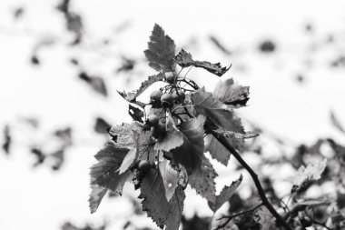 Ağaç dalında yaprakları gri tonda olan bir avuç dikenli dut. Doğal renksiz yakın plan.