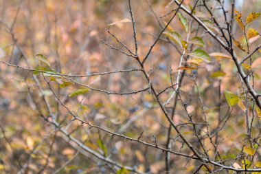 Güz ormanlarında dikenli çalılıklarda bulunan koyu mavi böğürtlen ve bulanık bir arka plan. Güneş ışığı doğal yakın çekim yeşilliği