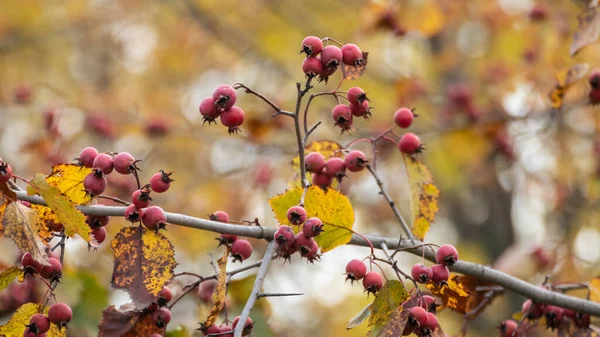 Rote Weißdornbeeren Auf Einem Zweig Mit Gelben Herbstblättern Und Verschwommenem — Stockfoto