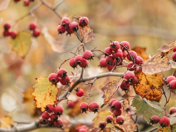 Rote Weißdornbeeren Auf Einem Zweig Mit Gelben Herbstblättern Und Verschwommenem — Stockfoto