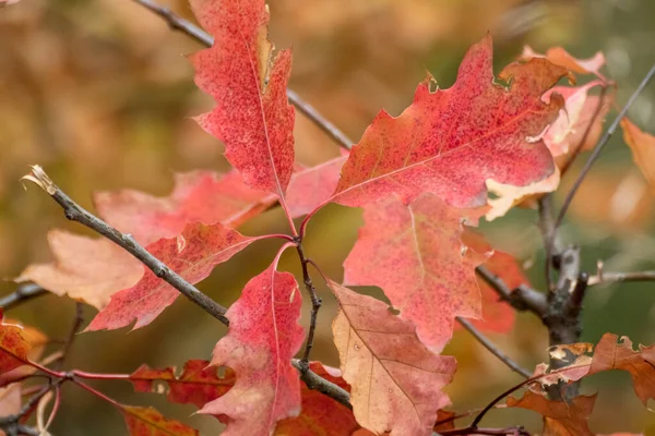 stock image Red oak tree branch with autumn leaves close-up. Natural autumnal vibrant background